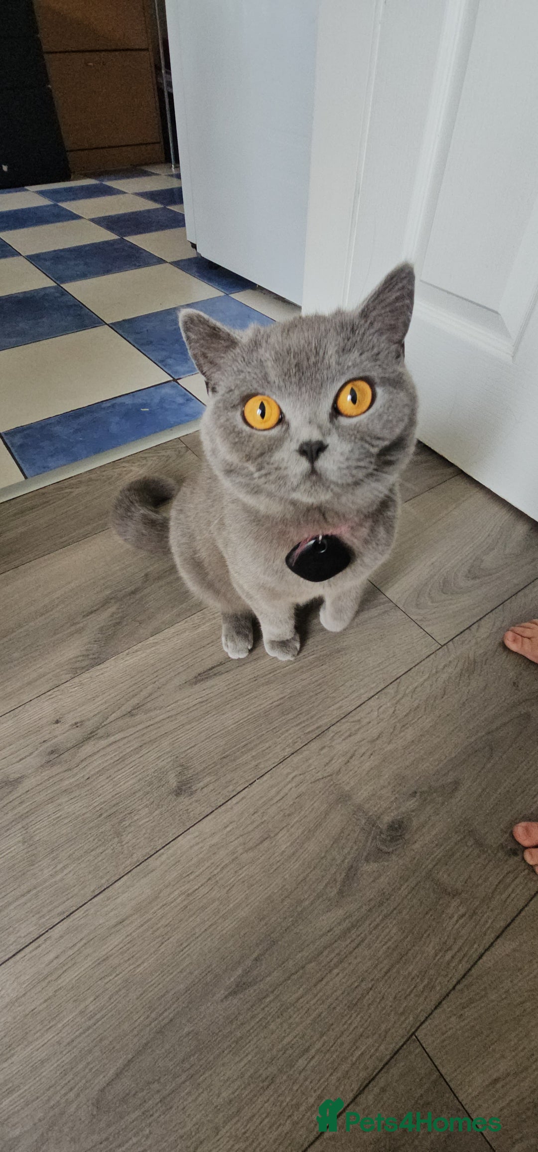 Mixed Breed cats for sale: 2 Beautiful Gray colored kittens - Image 3