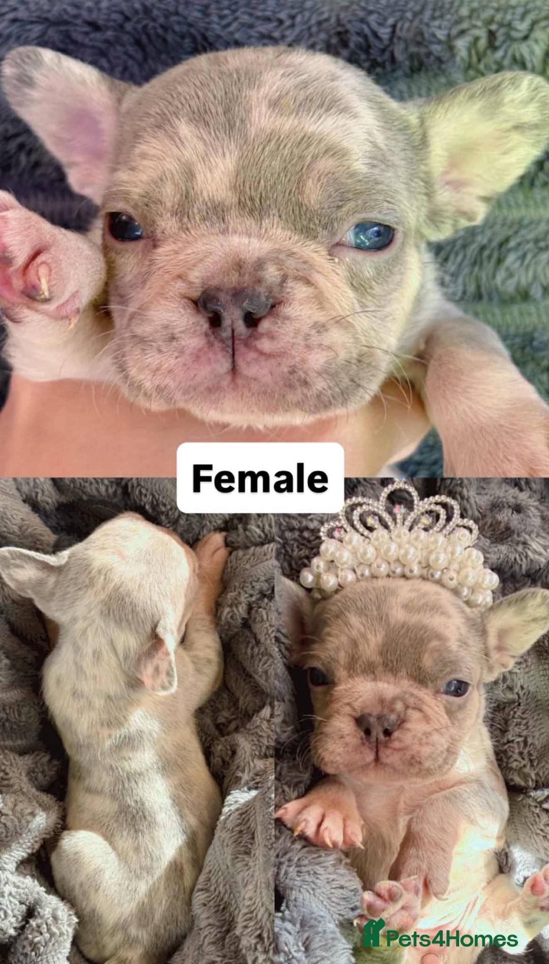 French Bulldog dogs for sale: French Bulldog – Secure Your Puppy Now! - Advert 7