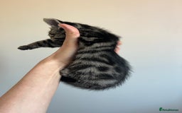 Bengal cats for sale: Beautiful Charcoal Bengal Female Kittens 🐾  - Image 7