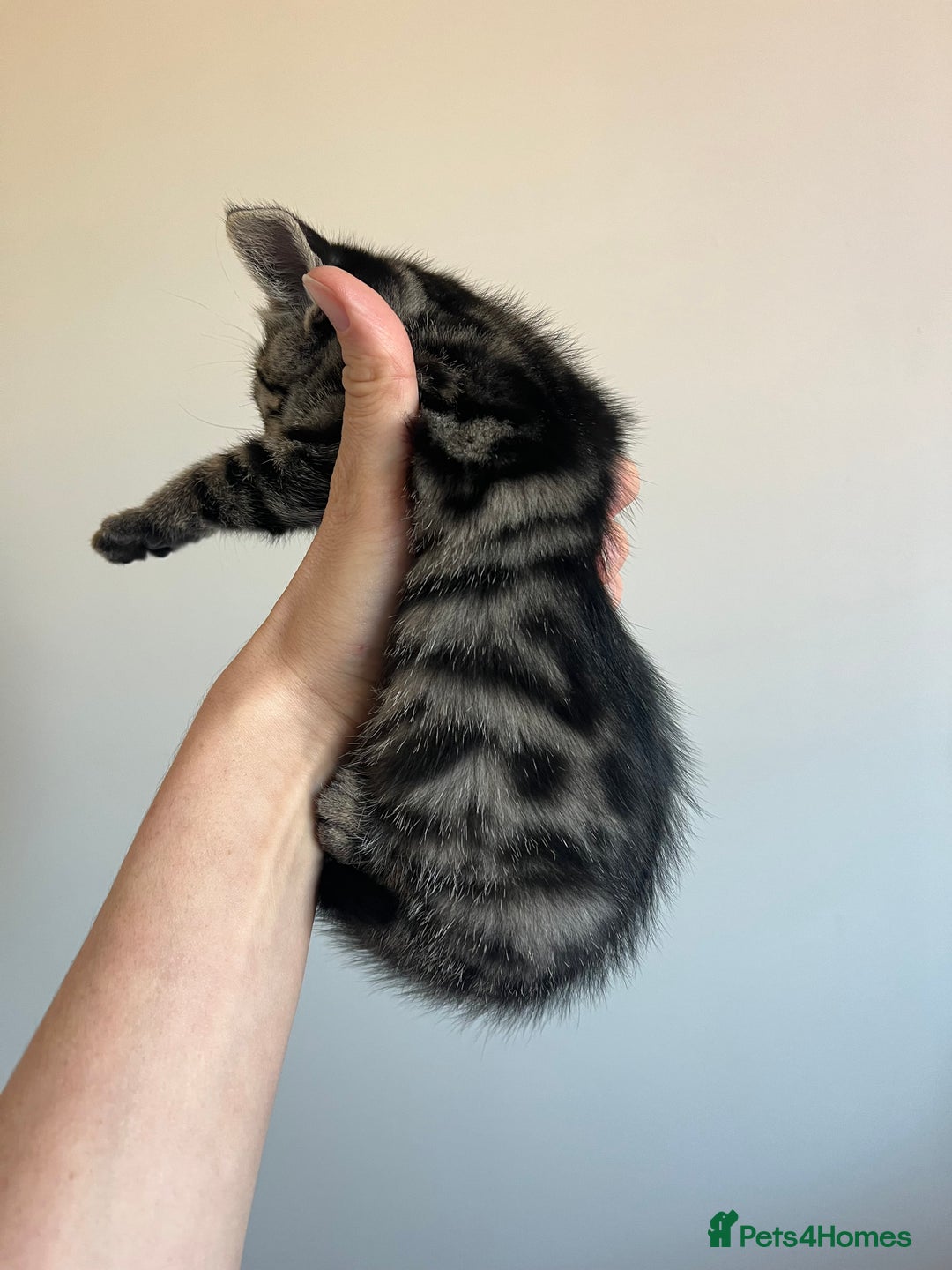 Bengal cats for sale: Beautiful Charcoal Bengal Female Kittens 🐾  - Image 7