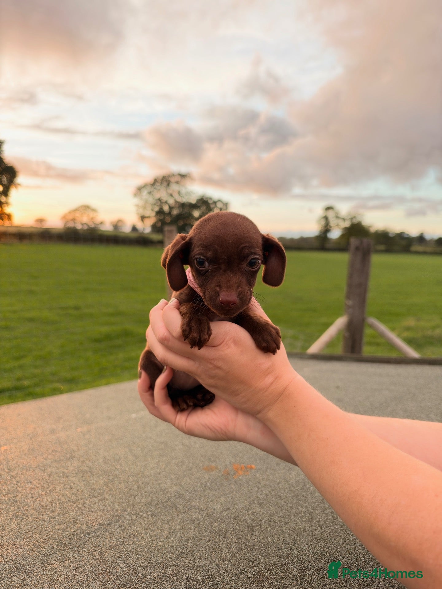 Mixed Breed dogs Cockspaniel x patterdale puppy’s 🏡🏡🏡🏡 - Advert 2