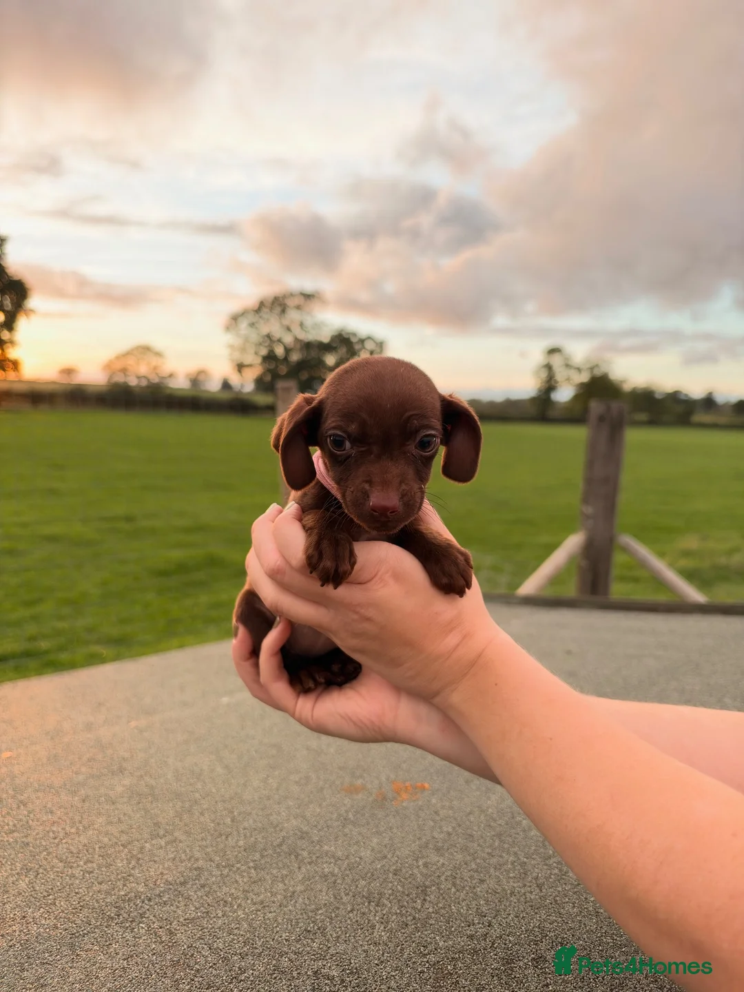 Mixed Breed dogs for sale: Cockspaniel x patterdale puppy’s 🏡🏡🏡🏡 - Advert 2