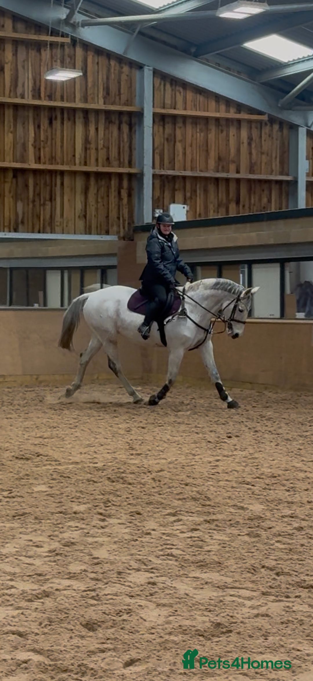 Other Breed horses for sale: Flashy mare - Advert 4