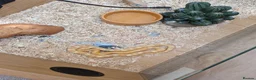 Corn Snake reptiles for sale: Two Corn snakes and enclosures for sale in Glasgow - Advert 3