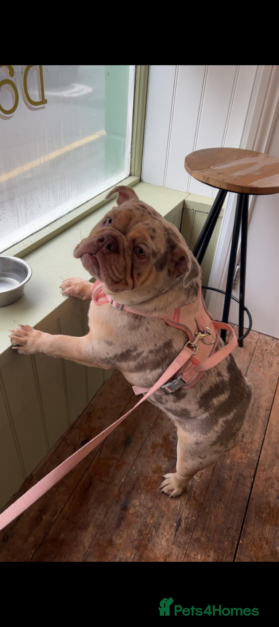 English Bulldog dogs Lilac Merle English Bulldog  - Advert 2