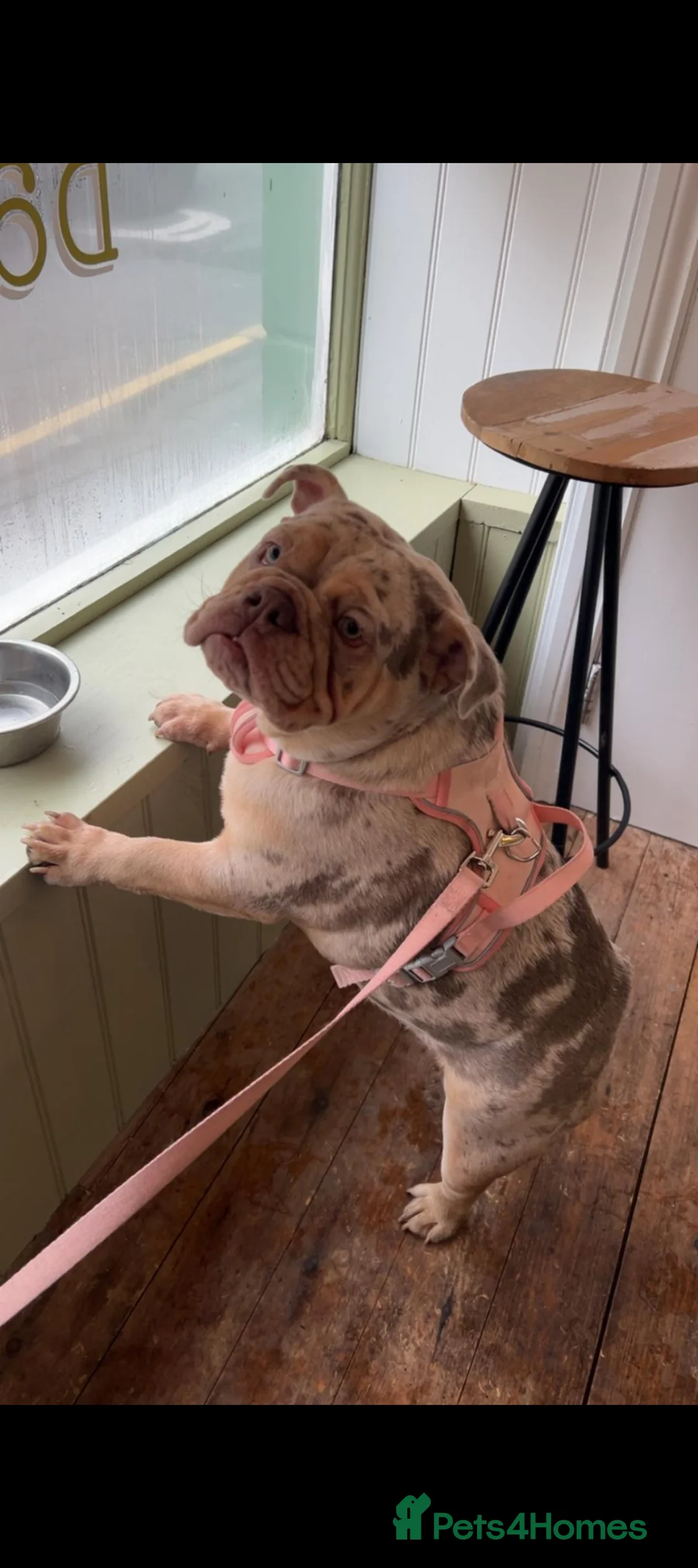 English Bulldog dogs for sale: Lilac Merle English Bulldog  - Advert 1