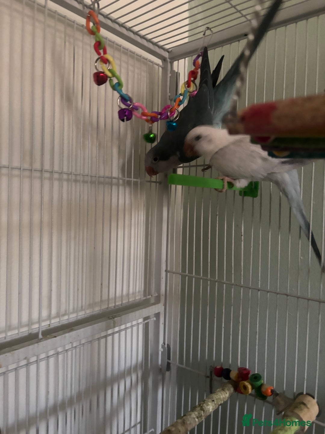 Parrots birds for sale: Quaker parrots  - Advert 3