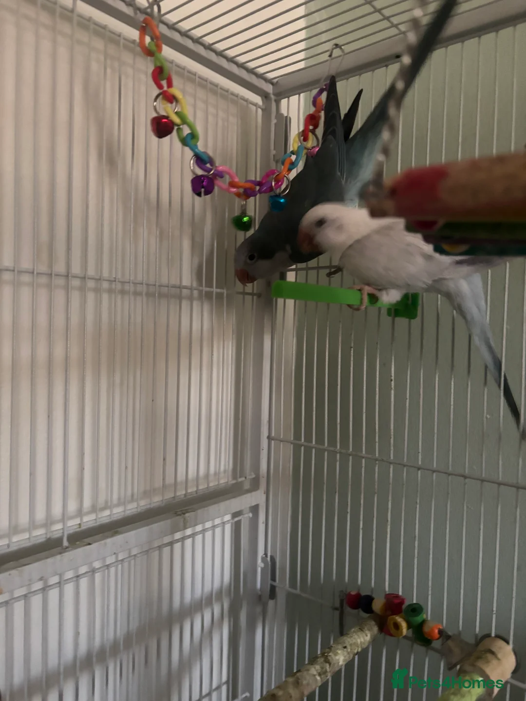 Parrots birds for sale: Quaker parrots  - Advert 3