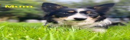Border Collie dogs for sale: 6 quality healthy Border Collie, ready in Feb 26  - Advert 3