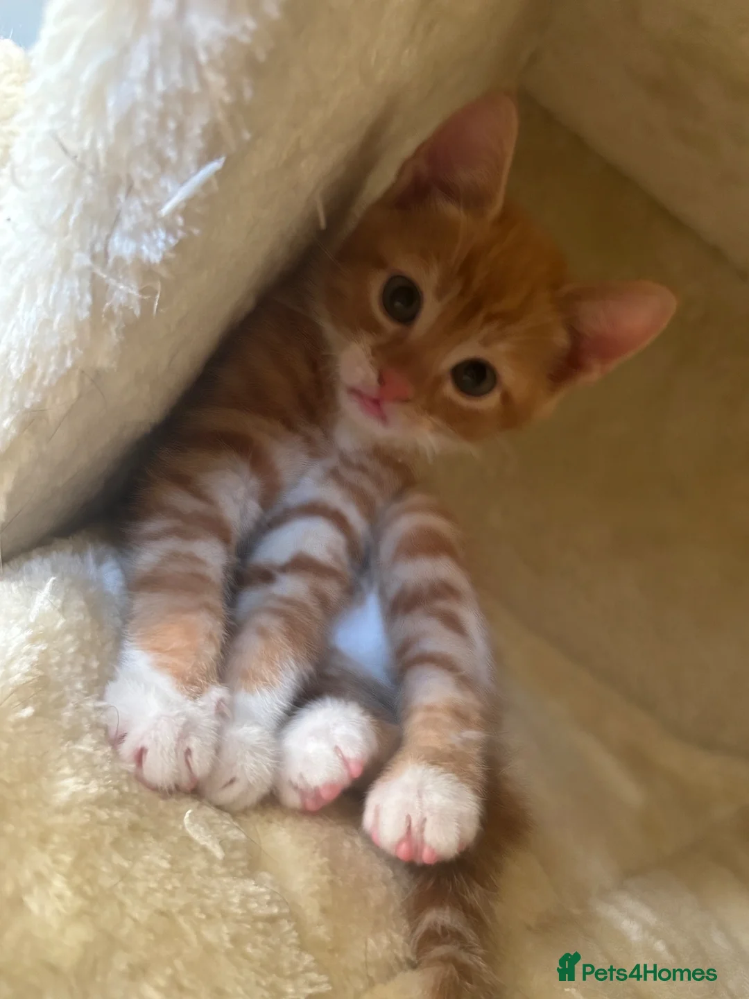 British Shorthair cats for sale: Ginger and black and white males - Advert 2