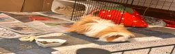 Guinea Pig rodents for sale: Long haired male Guinea pig  in Bradford - Advert 5