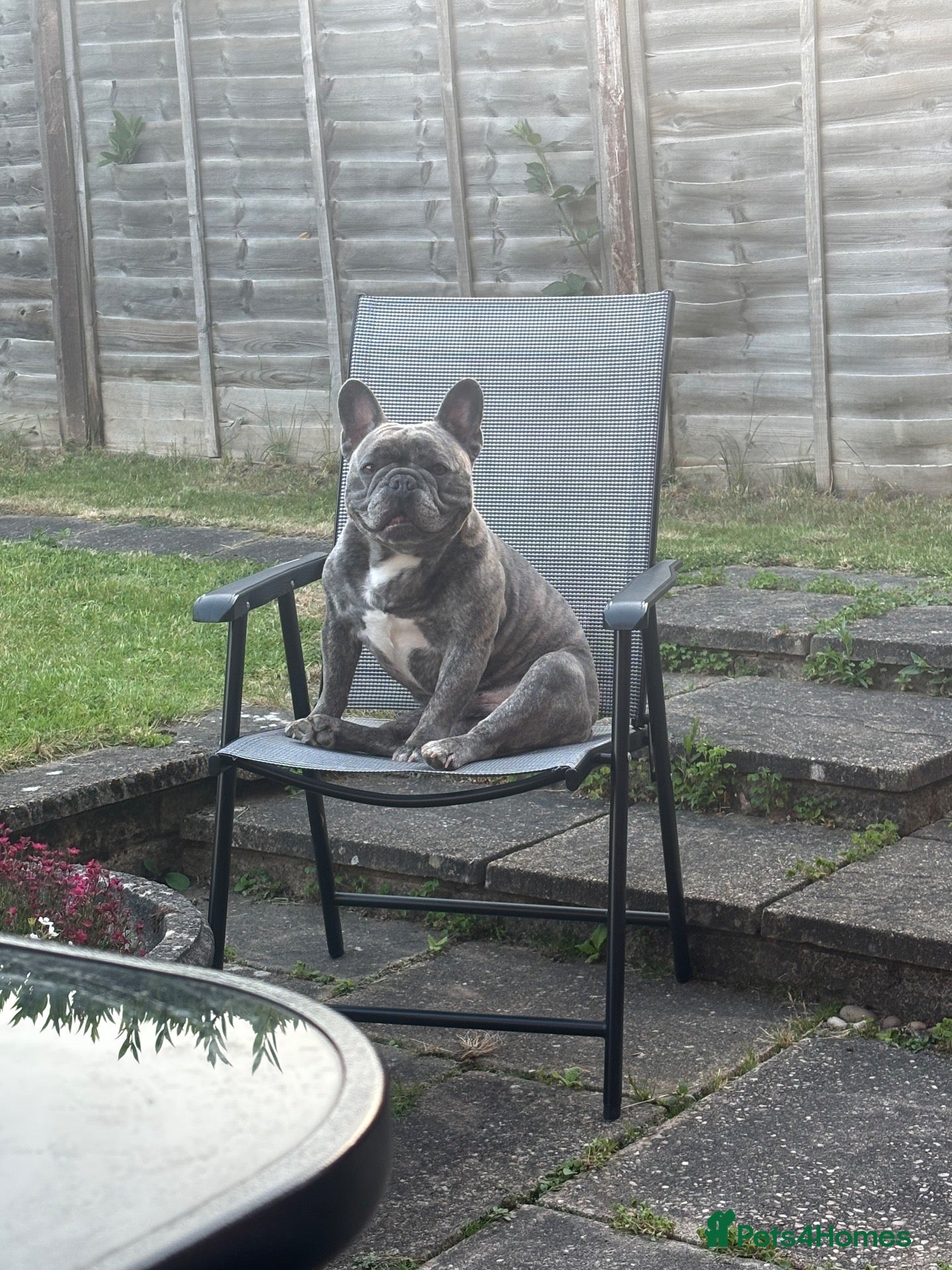 French Bulldog dogs Frank  - Advert 7