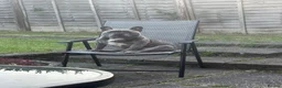 French Bulldog dogs for sale: Frank  in Tamworth - Advert 2