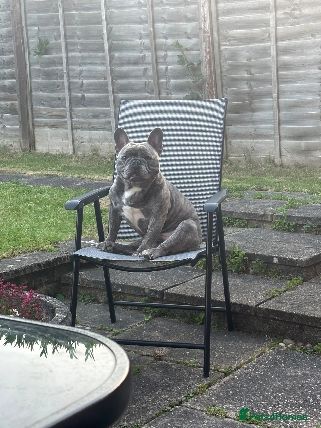 French Bulldog dogs for sale: Frank  in Tamworth - Advert 2