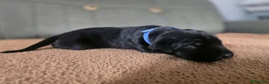 Cane Corso 1