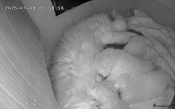 Persian cats for sale: 4 stunning full Persian  kittens ready now  - Image 5