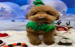 Toy Poodle dogs for stud: Toy poodle for stud in Warwick - Image 3