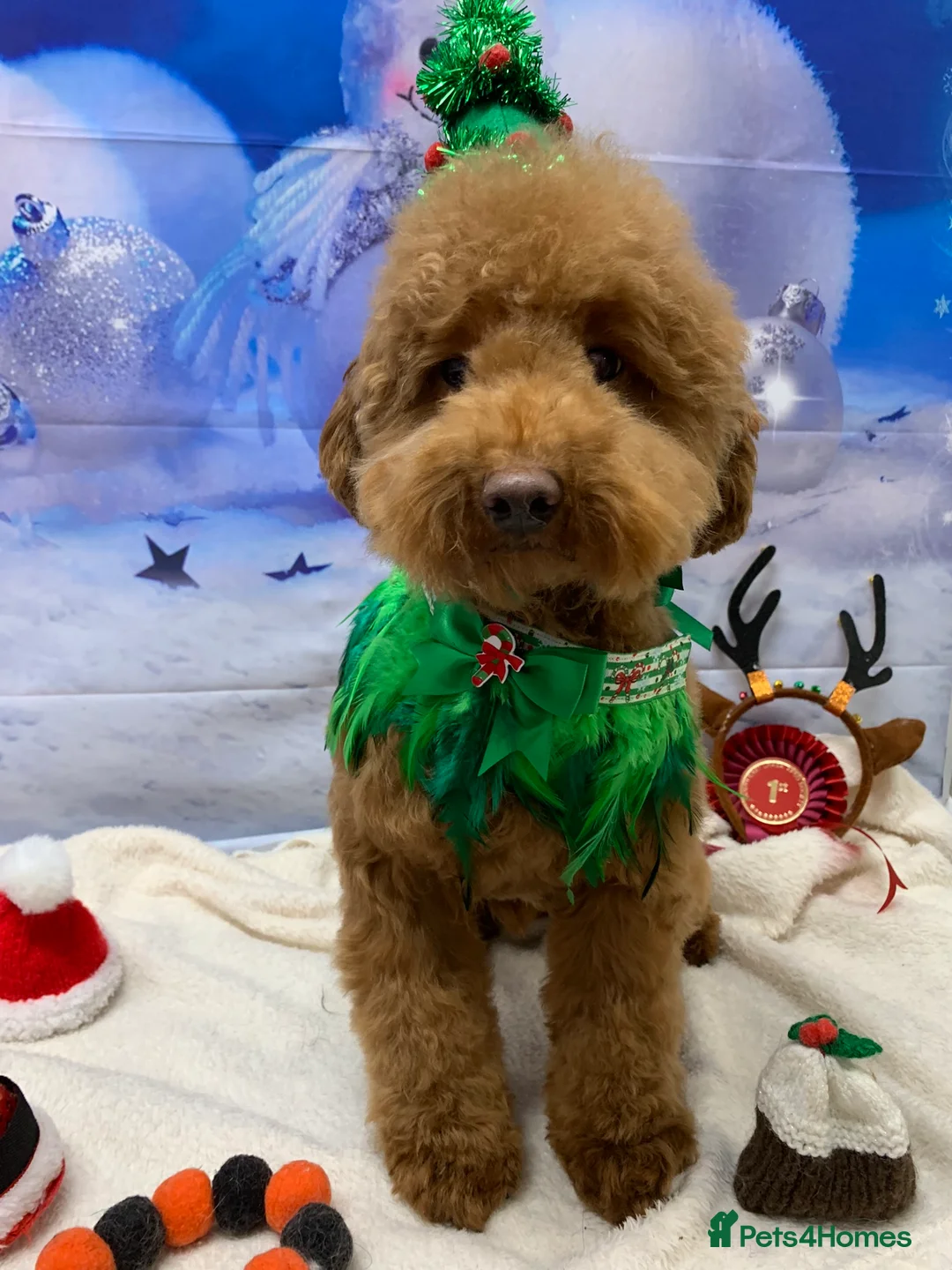 Toy Poodle dogs for stud: Toy poodle for stud in Warwick - Advert 3