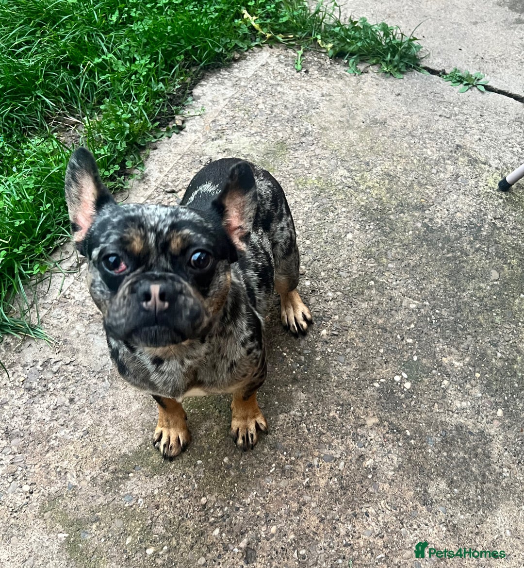 Mixed Breed dogs for sale: Frenchie For Sale - Advert 3