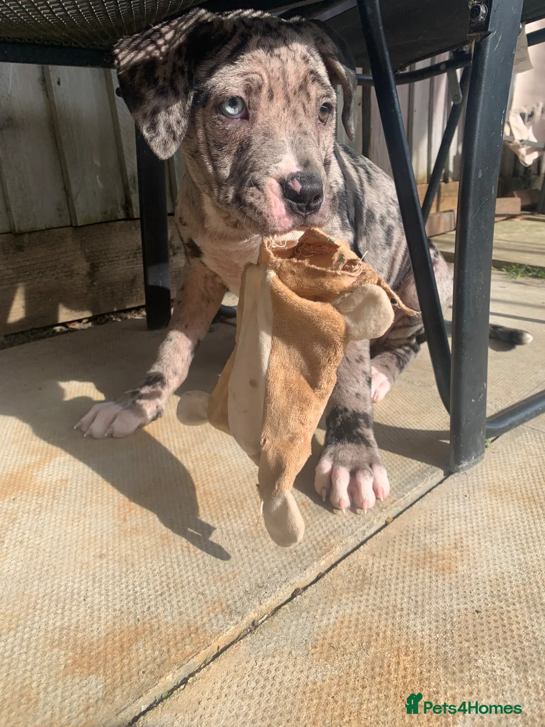 Mixed Breed dogs for sale: Alicia  in London - Advert 1