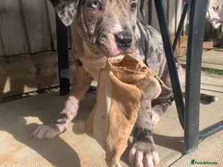 Mixed Breed dogs Alicia - Advert 1