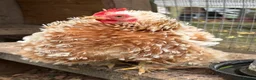 Chickens poultry for sale: Pure Pekin pullets  - Advert 14
