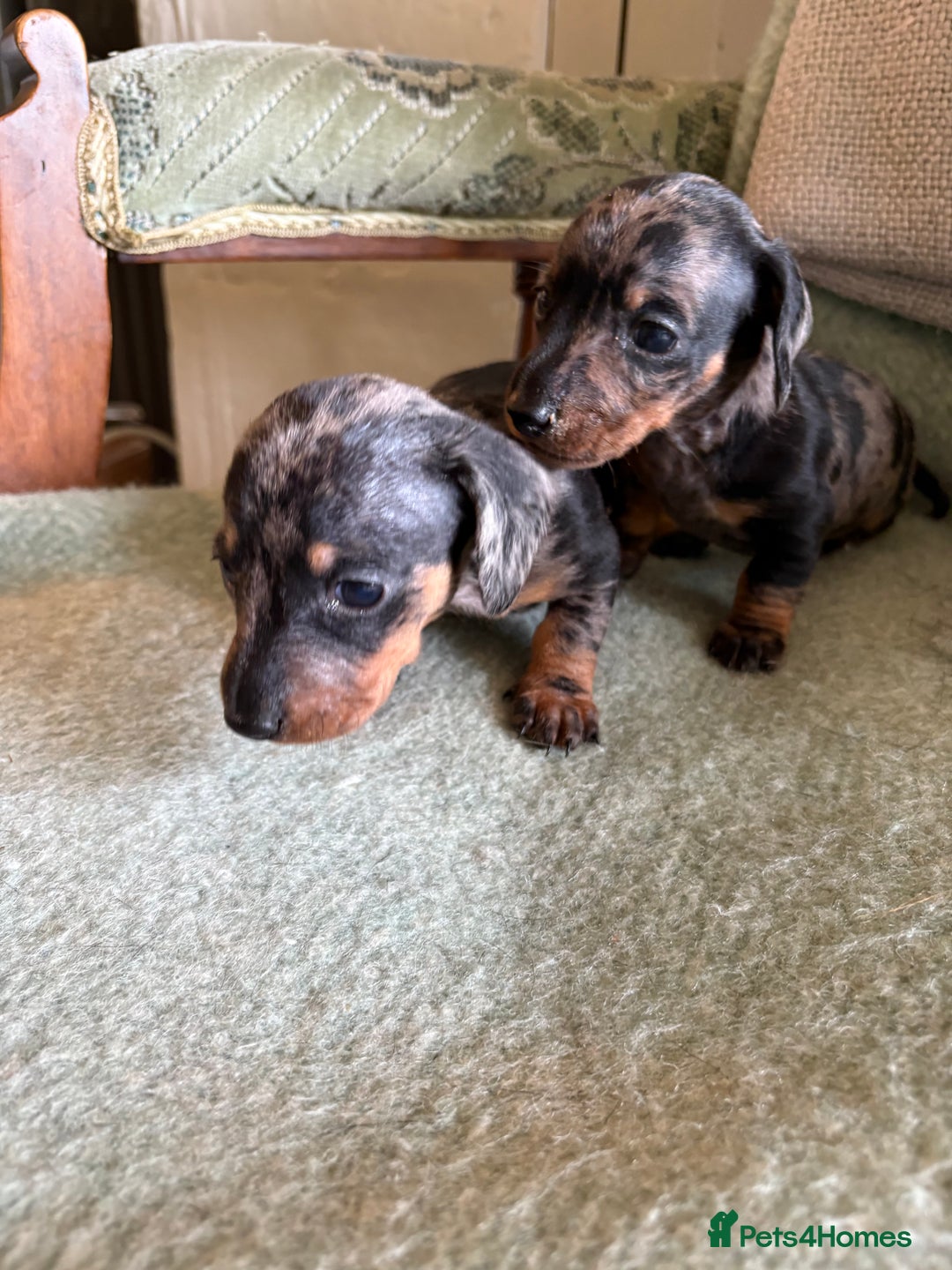 Miniature Dachshund dogs for sale: Beautiful Home Reared KC Reg Mini Daschunds - Image 5
