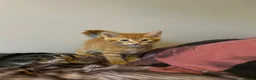 Mixed Breed cats for sale: Four beautiful boys - Advert 10