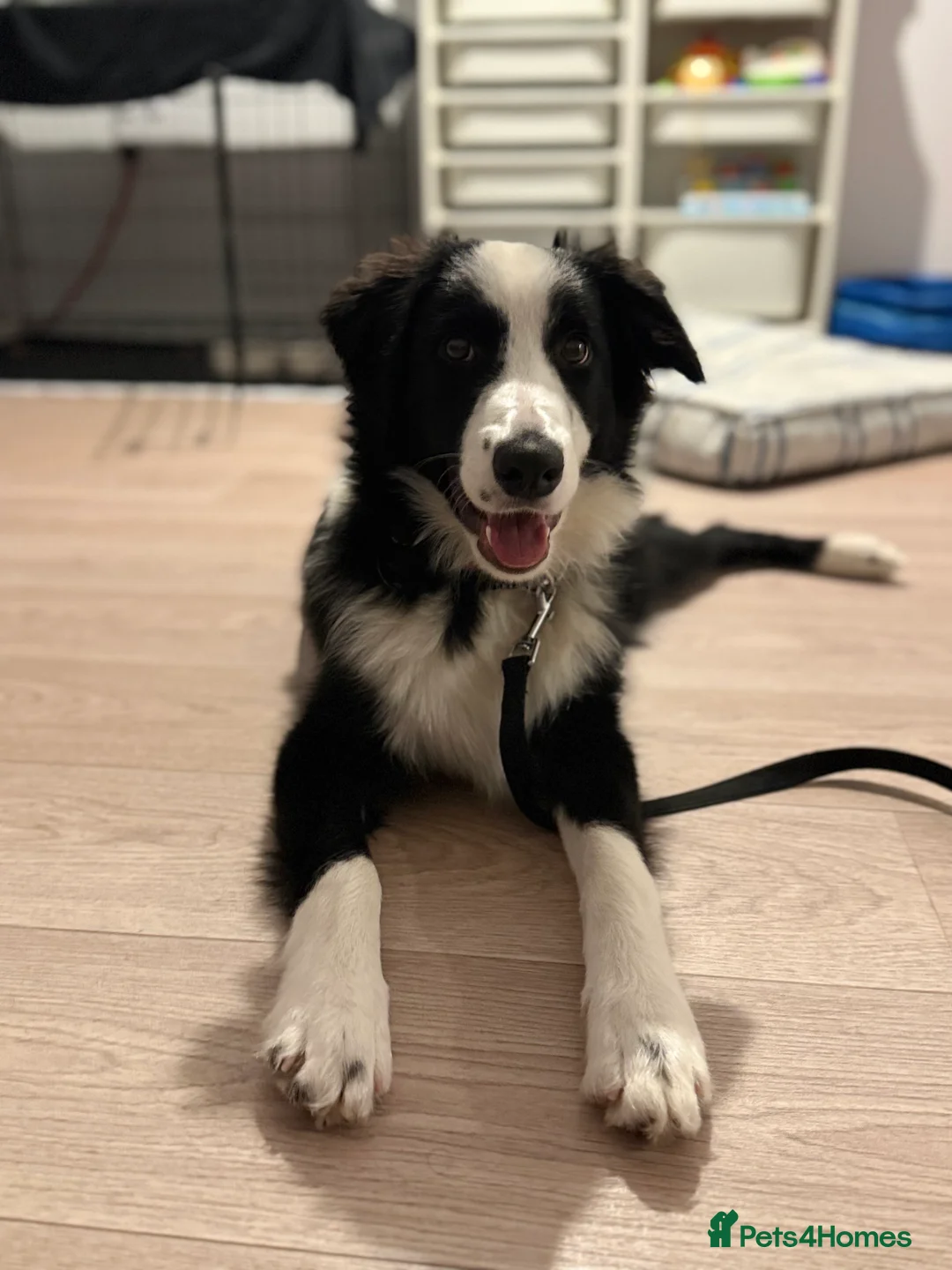 Border Collie dogs for sale: Border collie  - Advert 6