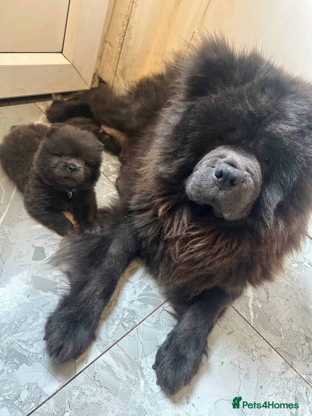 Chow Chow dogs for sale: Chow pups ready now - Advert 2