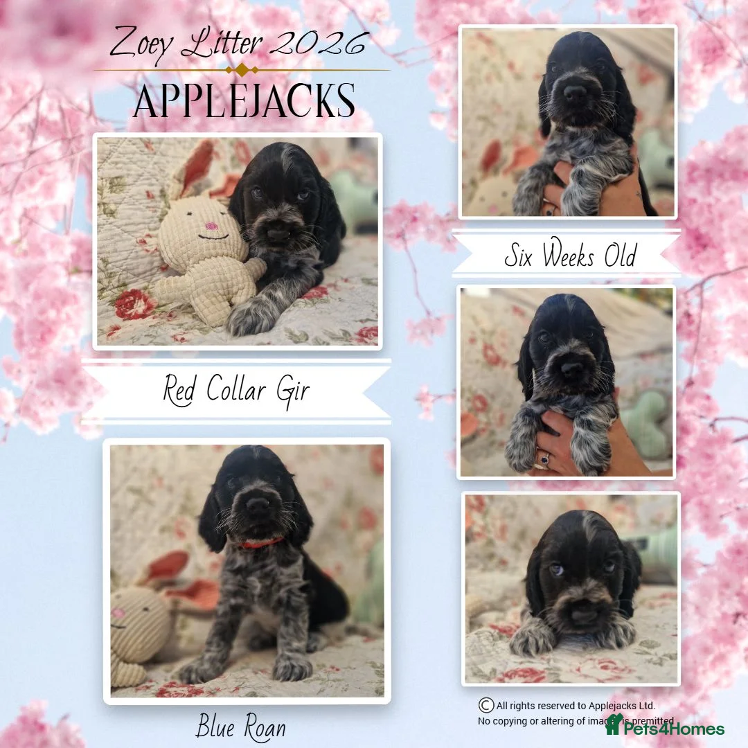 Cocker Spaniel dogs for sale: Roan Cocker Spaniel Puppies for Sale - Advert 8