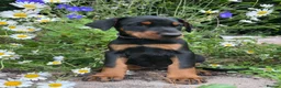 Dobermann dogs for sale: Outstanding KC Health tested Doberman puppies  - Advert 6