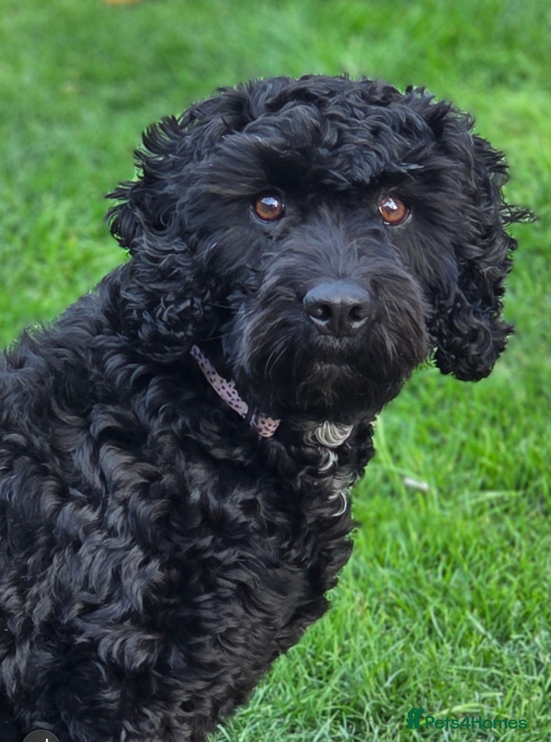 Cockapoo dogs for sale: F2 cockapoo puppies - Advert 2