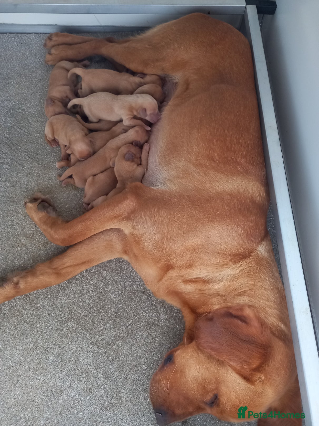 Labrador Retriever dogs KC Registered Fox Red Labrador Puppies - Advert 7