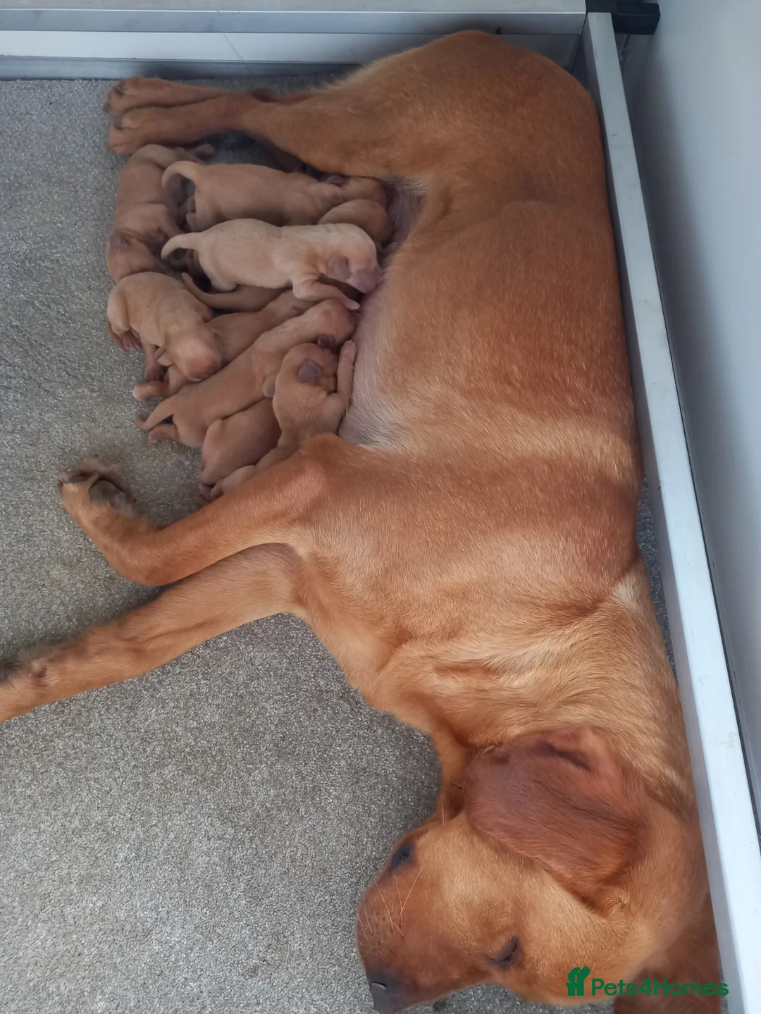 Labrador Retriever dogs for sale: KC Registered Fox Red Labrador Puppies in Brampton - Advert 1