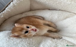 British Shorthair cats for sale: British Shorthair Golden & Bluegolden kitten GCCF - Image 22