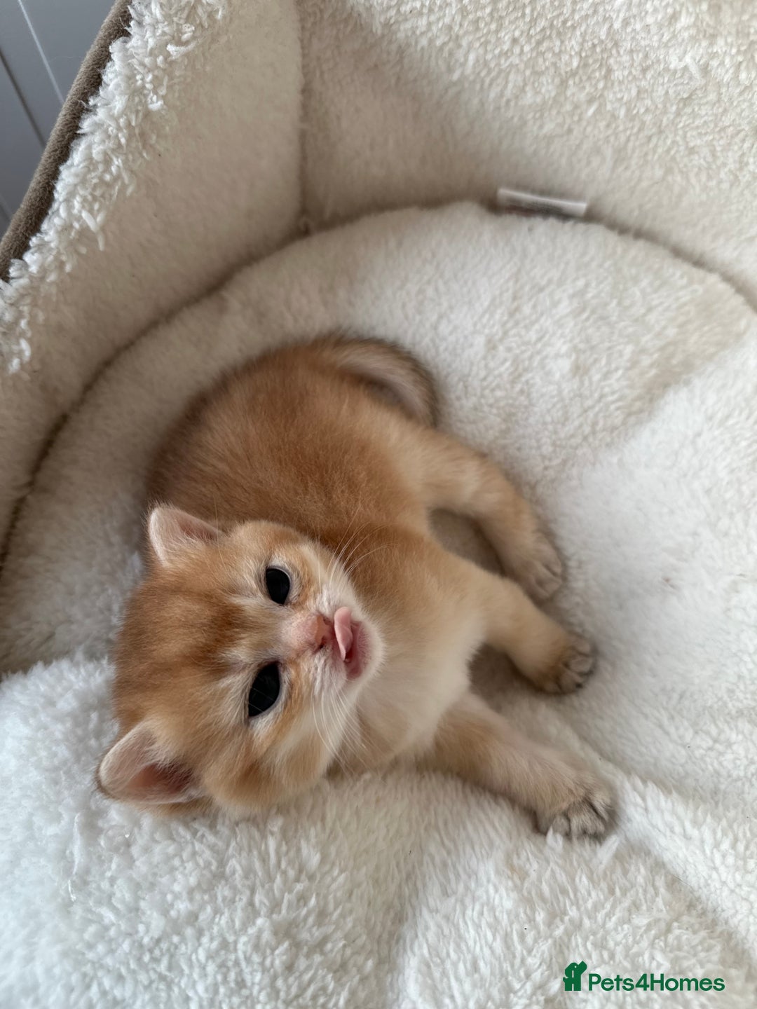 British Shorthair cats for sale: British Shorthair Golden & Bluegolden kitten GCCF - Image 22
