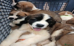 Saint Bernard dogs for sale: Saint Bernard puppies  - Image 30