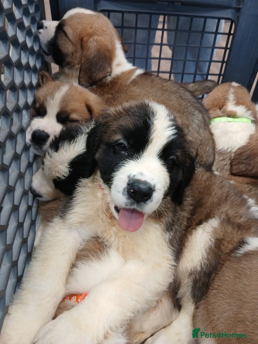 Saint Bernard dogs for sale: Saint Bernard puppies  - Image 30