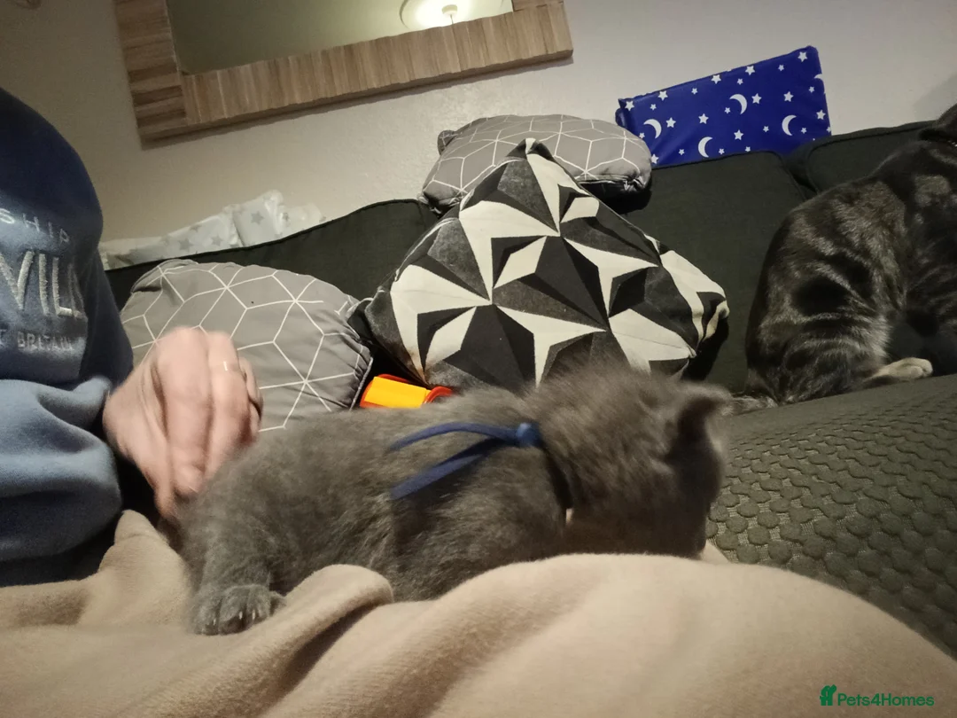 Mixed Breed cats for sale: Beautiful grey/tabby kittens - Advert 15