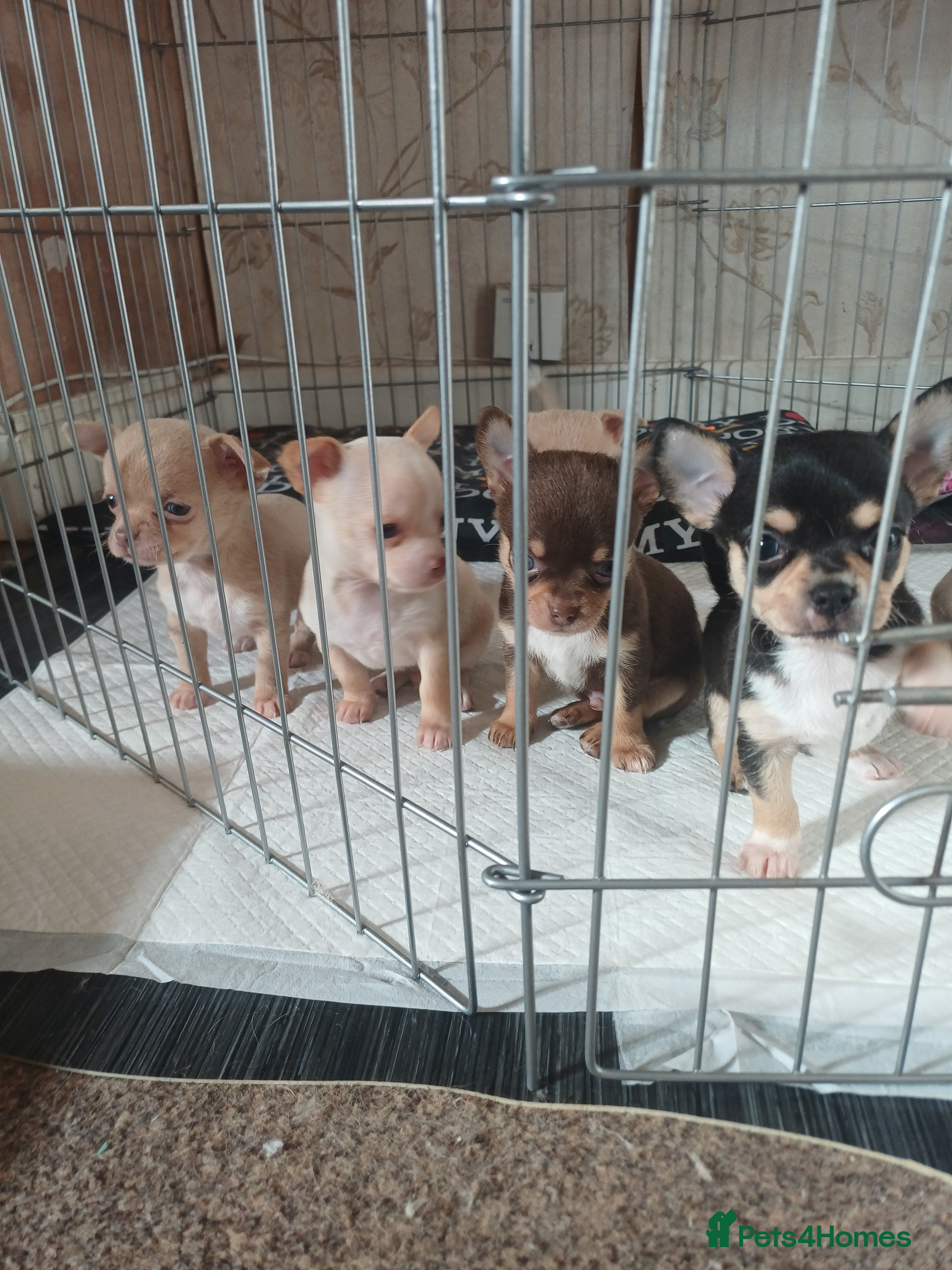 Chihuahua dogs Beautiful mini chihuahua puppies - Advert 2