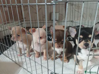 Chihuahua dogs Beautiful mini chihuahua puppies - Advert 2