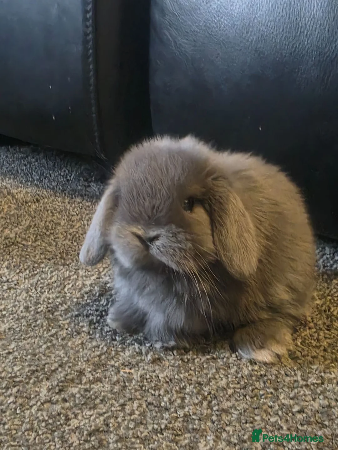 Mini Lop rabbits for sale: Mini Lop rabbit for sale  - Advert 2