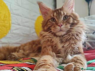 Maine Coon cats XXL Real Lion VITO 🦁 Massive Maine Coon in Hertford - Advert 9