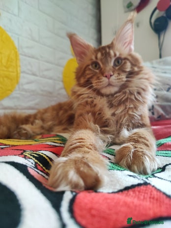 Maine Coon cats XXL Real Lion VITO 🦁 Massive Maine Coon in Hertford - Advert 17