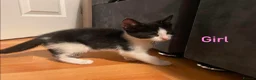 European cats for sale: Kittens ready to go  - Advert 7