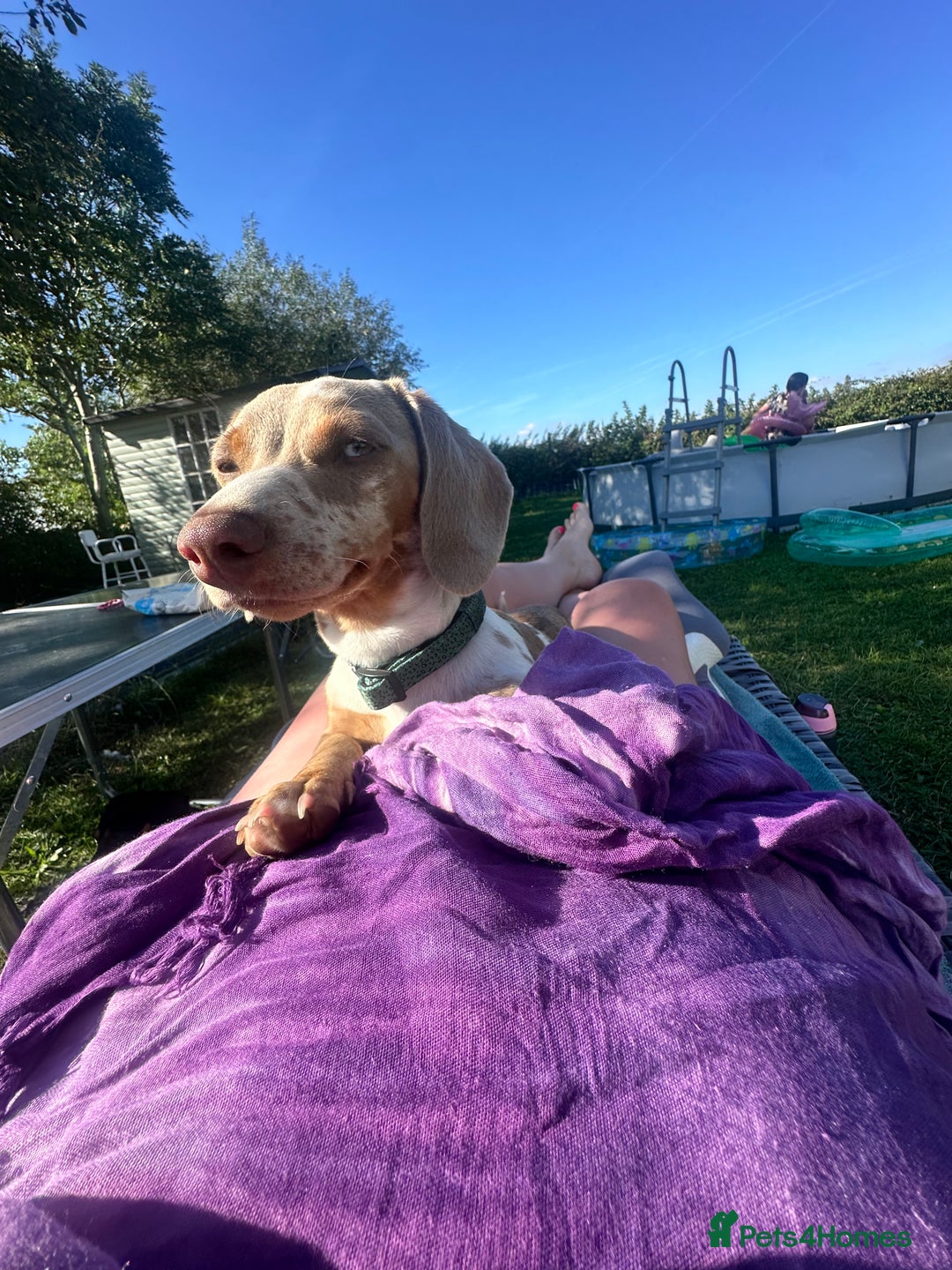 Miniature Dachshund dogs for sale: Mabel - Advert 1