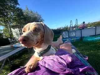 Miniature Dachshund dogs Mabel - Advert 1