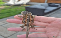 Bearded Dragon reptiles for sale: Bearded dragon babies available now  - Image 5
