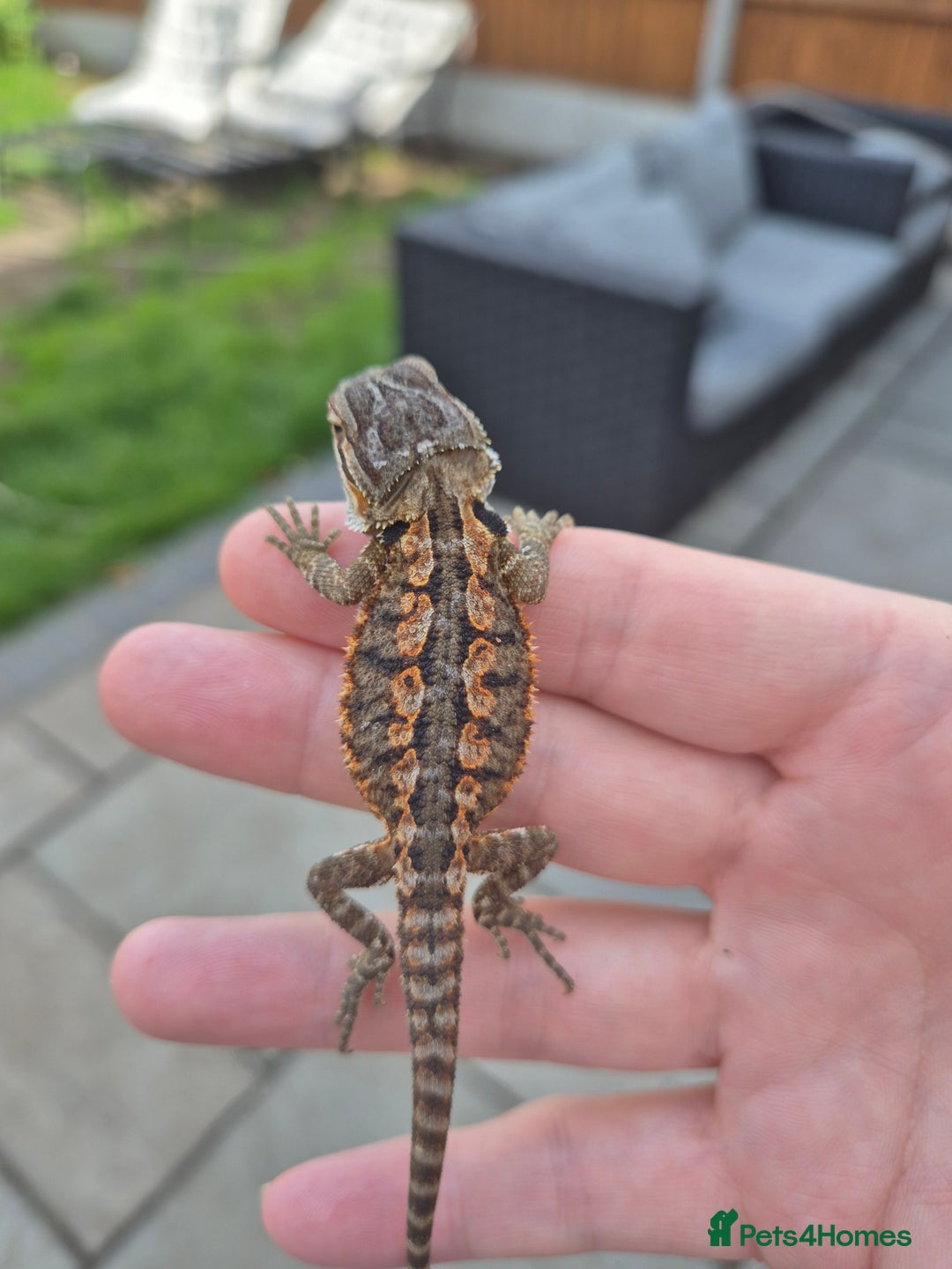Bearded Dragon reptiles for sale: Bearded dragon babies available now  - Image 5